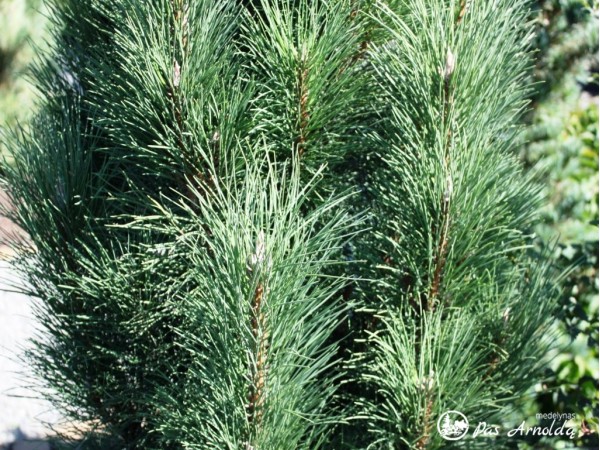 Pušis juodoji ,Obelisk' (lot. Pinus nigra) Pušis juodoji ,Obelisk' (lot. Pinus nigra)